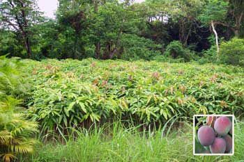 Mangifera Indica Plants