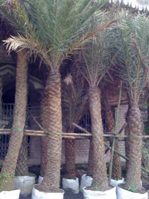 Phoenix Sylvestris Plants