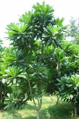 Nerium Oleander Plants