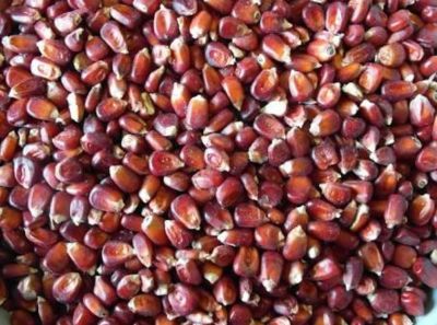 Red Maize 01