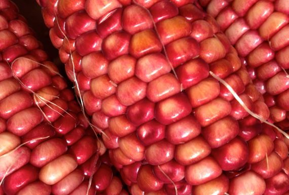 Red Maize 02