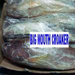 Big Mouth Croaker