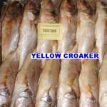 Yellow Croaker