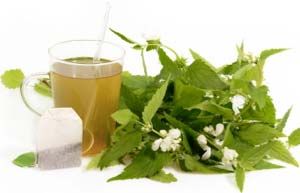 Nettle Tea