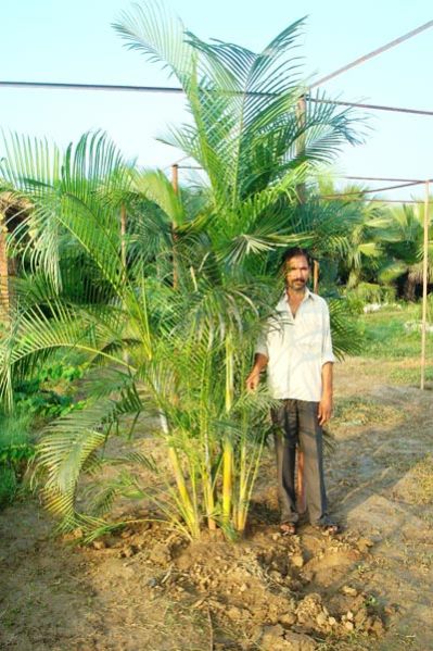 Areca Palm Plant