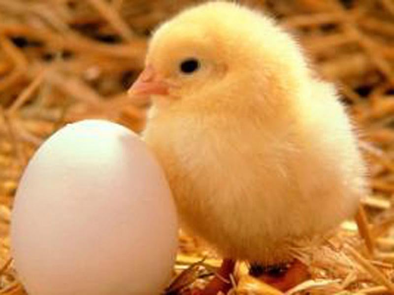 Poultry Eggs