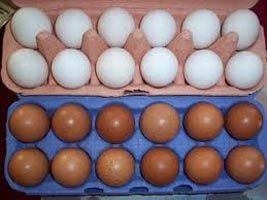 Poultry Eggs