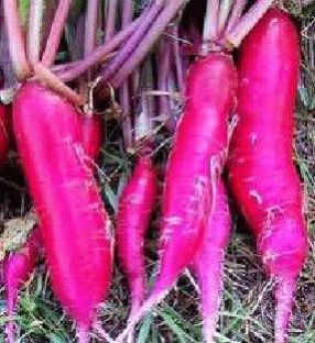 Red Radish