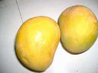 Ripe Mango