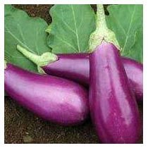 Violet Brinjal