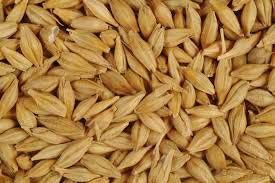 Barley Seeds