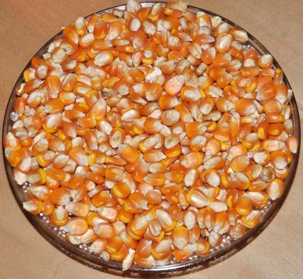 Maize Seeds