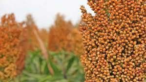 Sorghum Seeds
