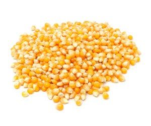 Corn Seeds