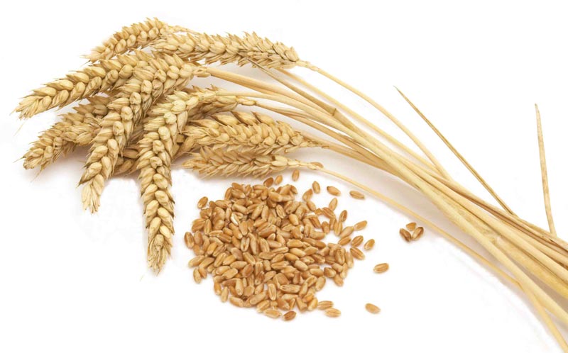 Wheat Seeds