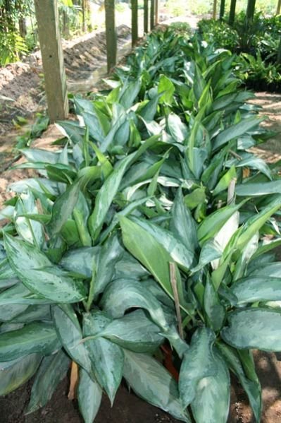 Aglaonema Earnesto Hybrid Plant