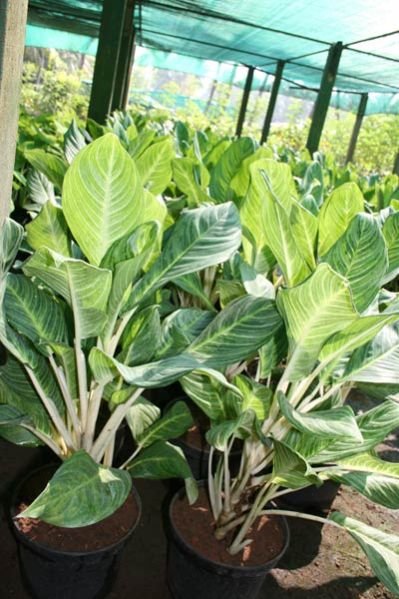 Aglaonema Hybrid Plant