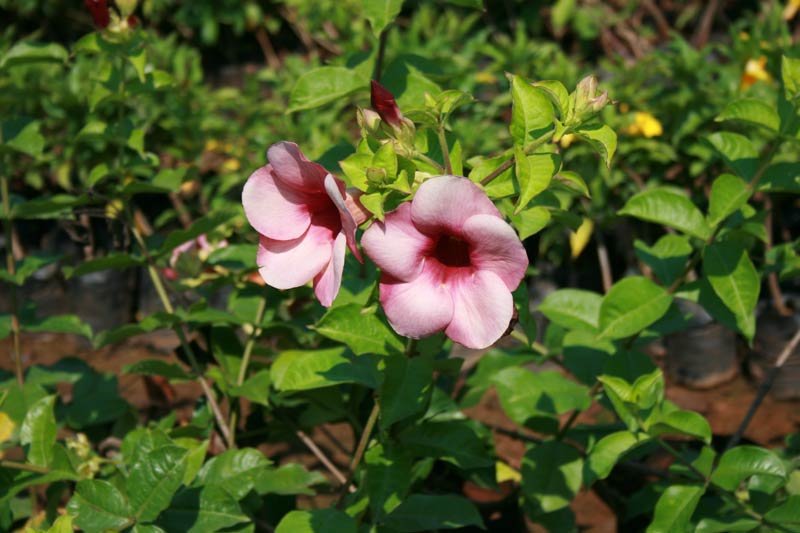 Allamanda Gladiator Creeper