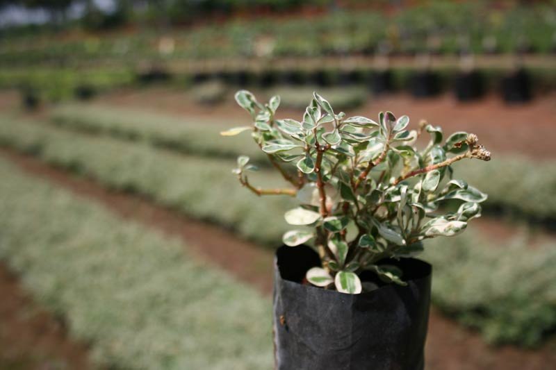 Alternanthera Variegated Plant