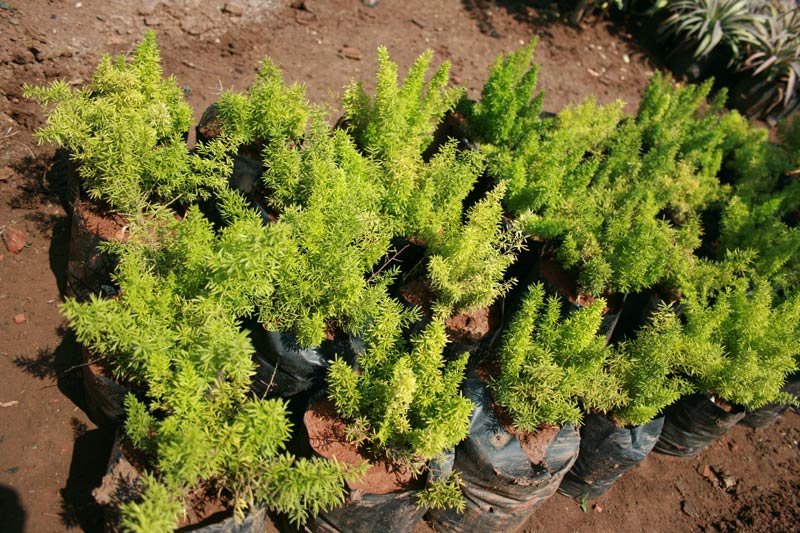 Asparagus Densiflorus Plant