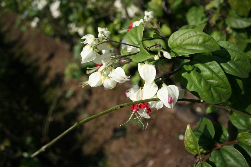 Bleeding Heart Creeper