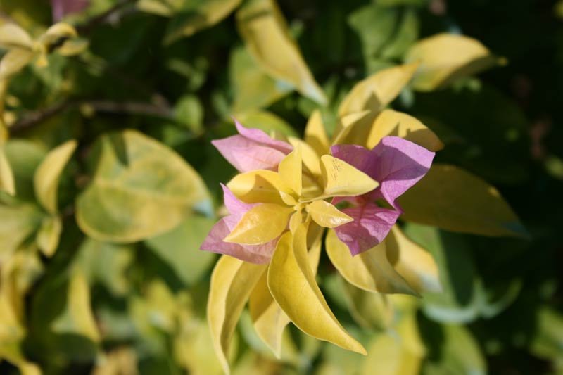 Bougainvillea Gold Rush Plant