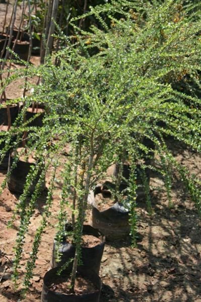 Braya Nivosis Plant