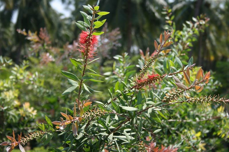 Callistemon Viminalis Flower Plant