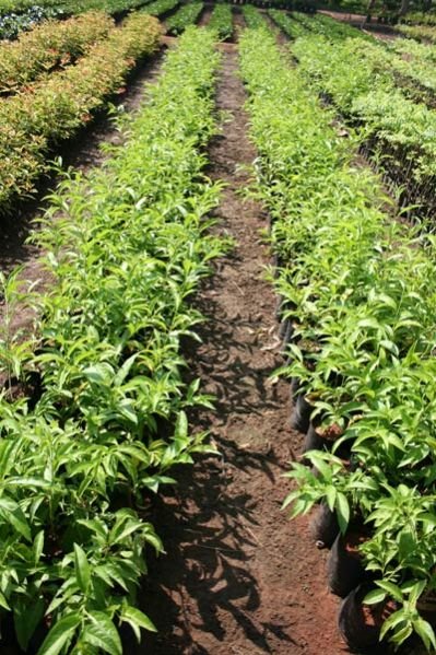 Cestrum Nocturnum (Night Queen) Plant