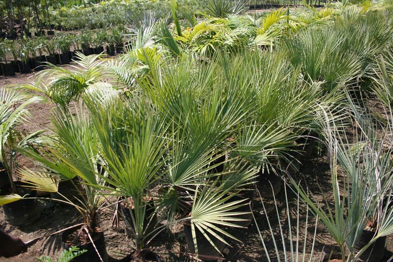Chamaerops Humilis Plant