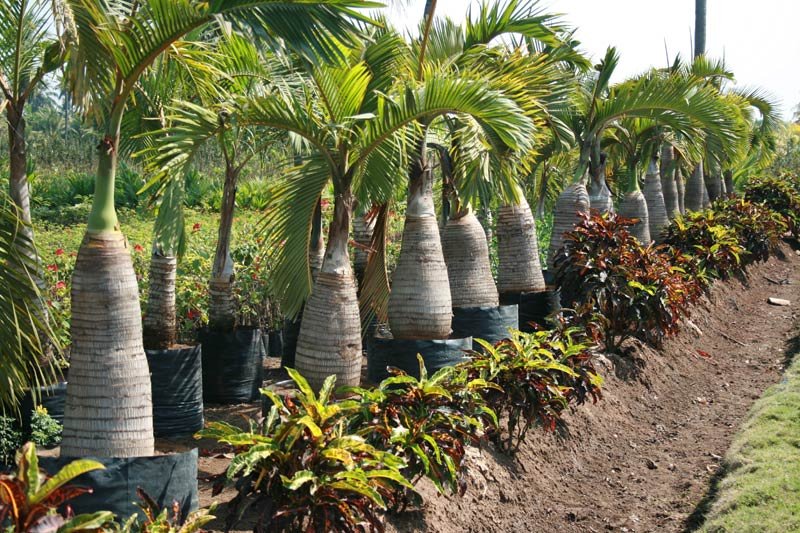 Champion Palm Plant