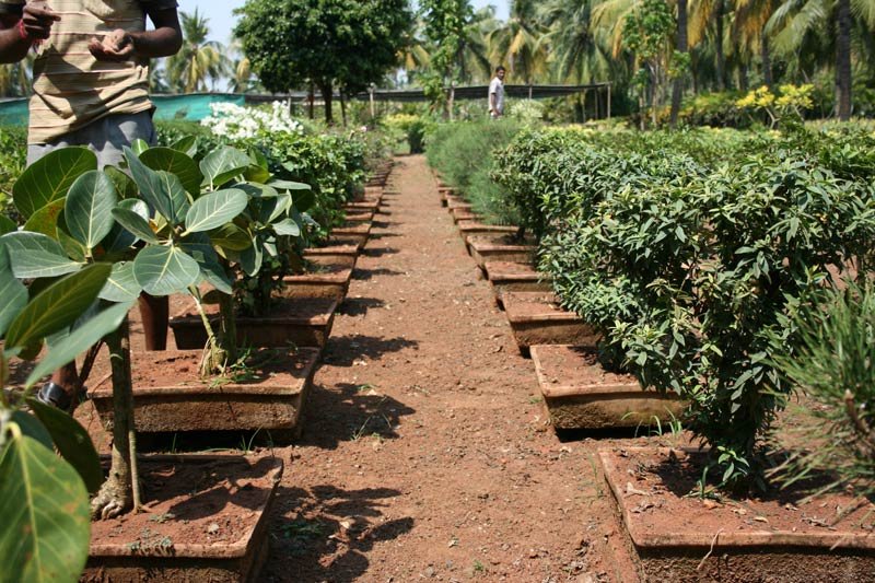 China Guava & Ficus Elastica Plants