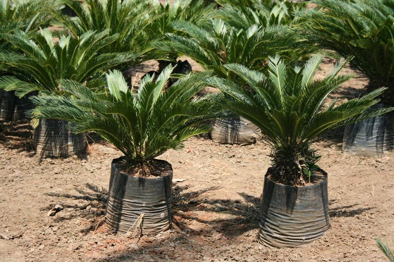 Cycas Revoluta Plant