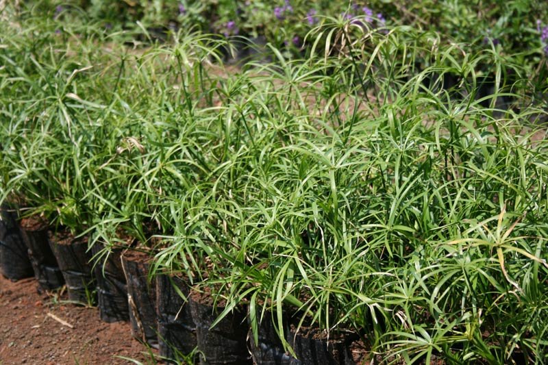 Cyprus Altrernifolius Plant