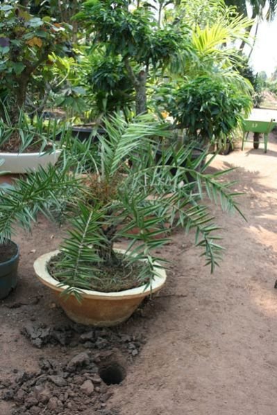 Date Palm Plant