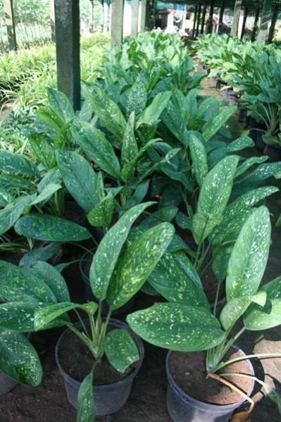 Dieffenbachia Camellia Plant