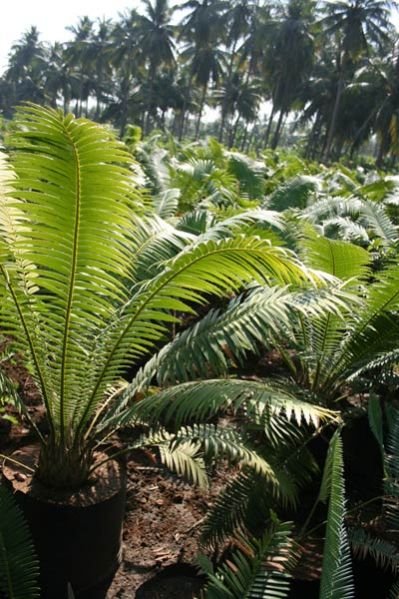 Dioon Cycas Plant