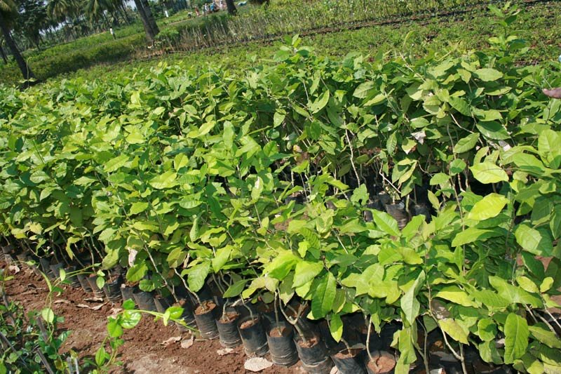 Eranthemum Green Plant 