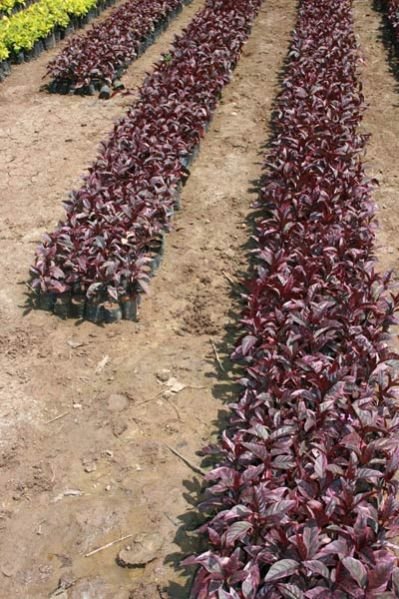 Eranthemum Red Plant