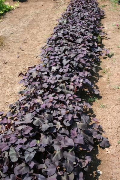 Ipomea Dark Pink Creeper