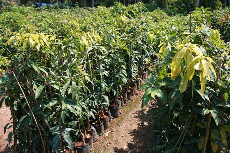 Mango Grafted