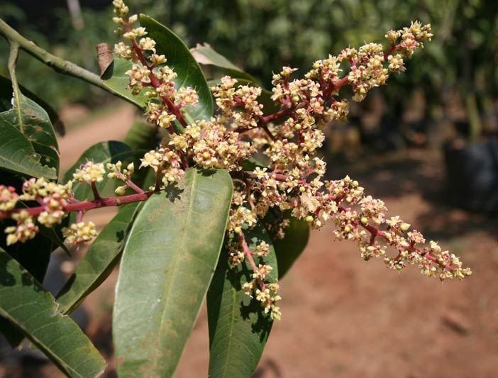 Mango Inflorescence