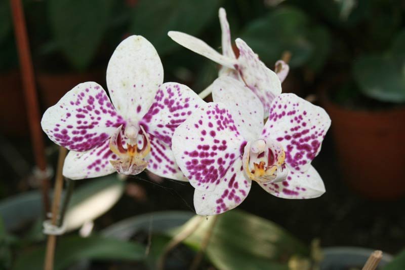 Orchid Plant