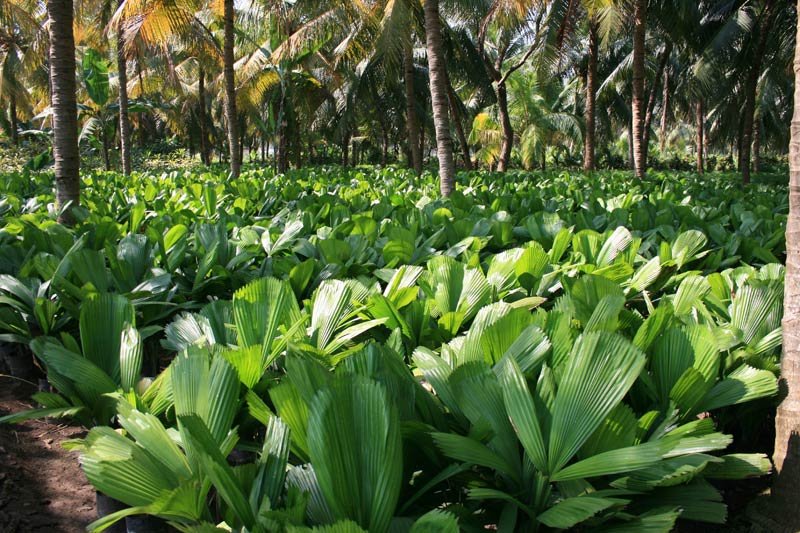 Pitchodia Grandis Plant