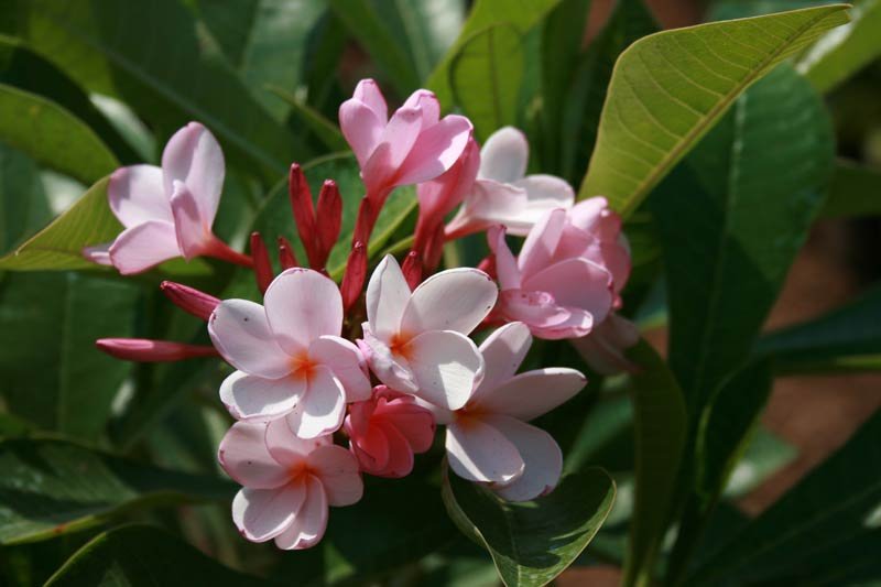Plumeria Pudica hybrid Plant
