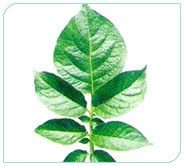 Kufri Badshah Plant 01