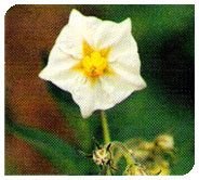 Kufri Badshah Plant 02