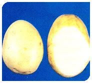 Kufri Badshah Plant 03