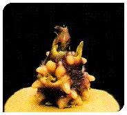 Kufri Badshah Plant 04