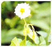 Kufri Chipsona Plant 02